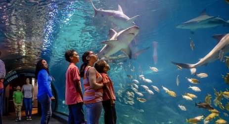 Best Aquariums in New York: Adventure Aquarium
