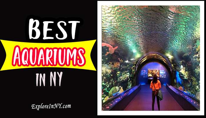 Best Aquariums in New York