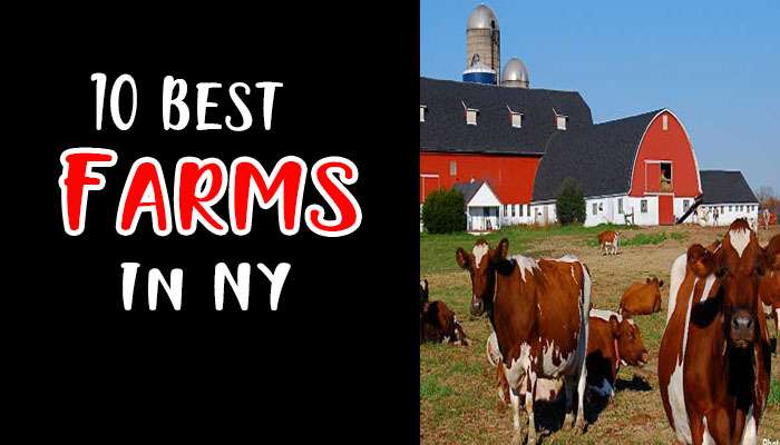 Best Farms to Visit Upstate New York