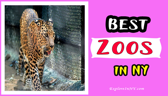 Best Zoos in New York