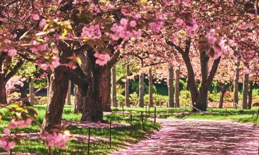 Cherry Blossom Festival- What to Do in New York in April