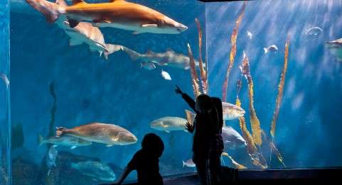 Best Aquariums in New York: The Maritime Aquarium