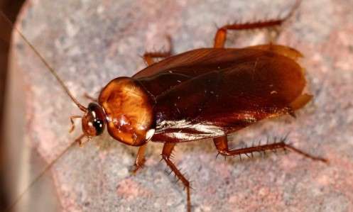 A Brief History of the Roach Infestation