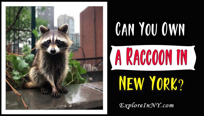 Can You Own a Raccoon in New York