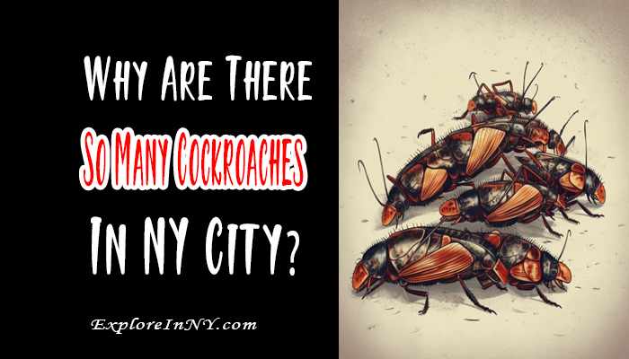 Why Are There So Many Cockroaches in New York City